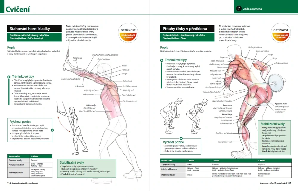 Anatomie cvičení & protahování